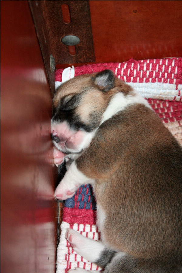 Puppies
